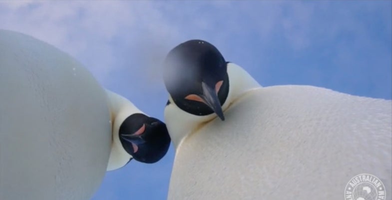 Penguin selfie