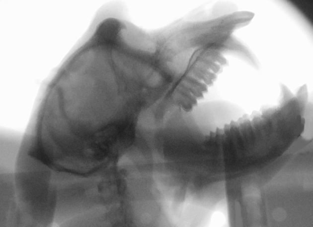 X-ray Video of Macaque Vocal Anatomy