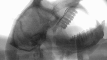 X-ray Video of Macaque Vocal Anatomy