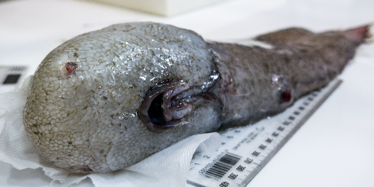 Faceless fish aren’t the only absurd creatures emerging from Australia’s Eastern Abyss