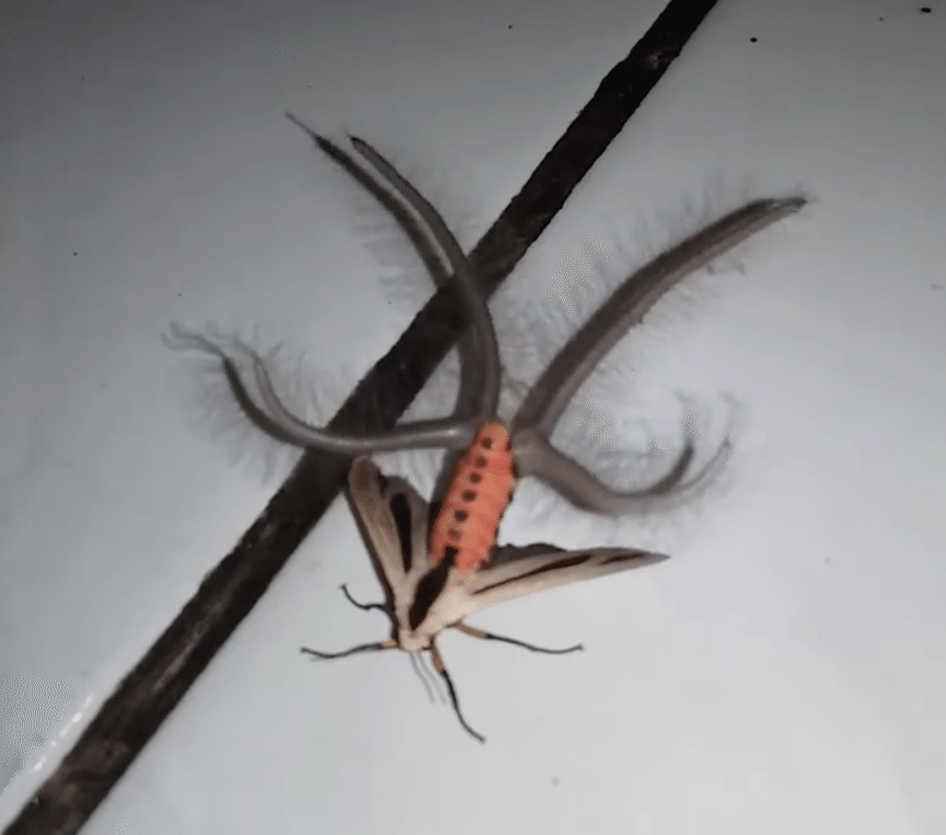 This terrifyingly tentacled moth reminds us that nature is freakier than any nightmare