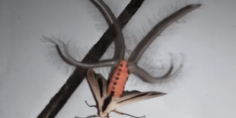 This terrifyingly tentacled moth reminds us that nature is freakier than any nightmare