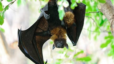 Holy Harp Trap, Batman! The gear researchers use to study bats
