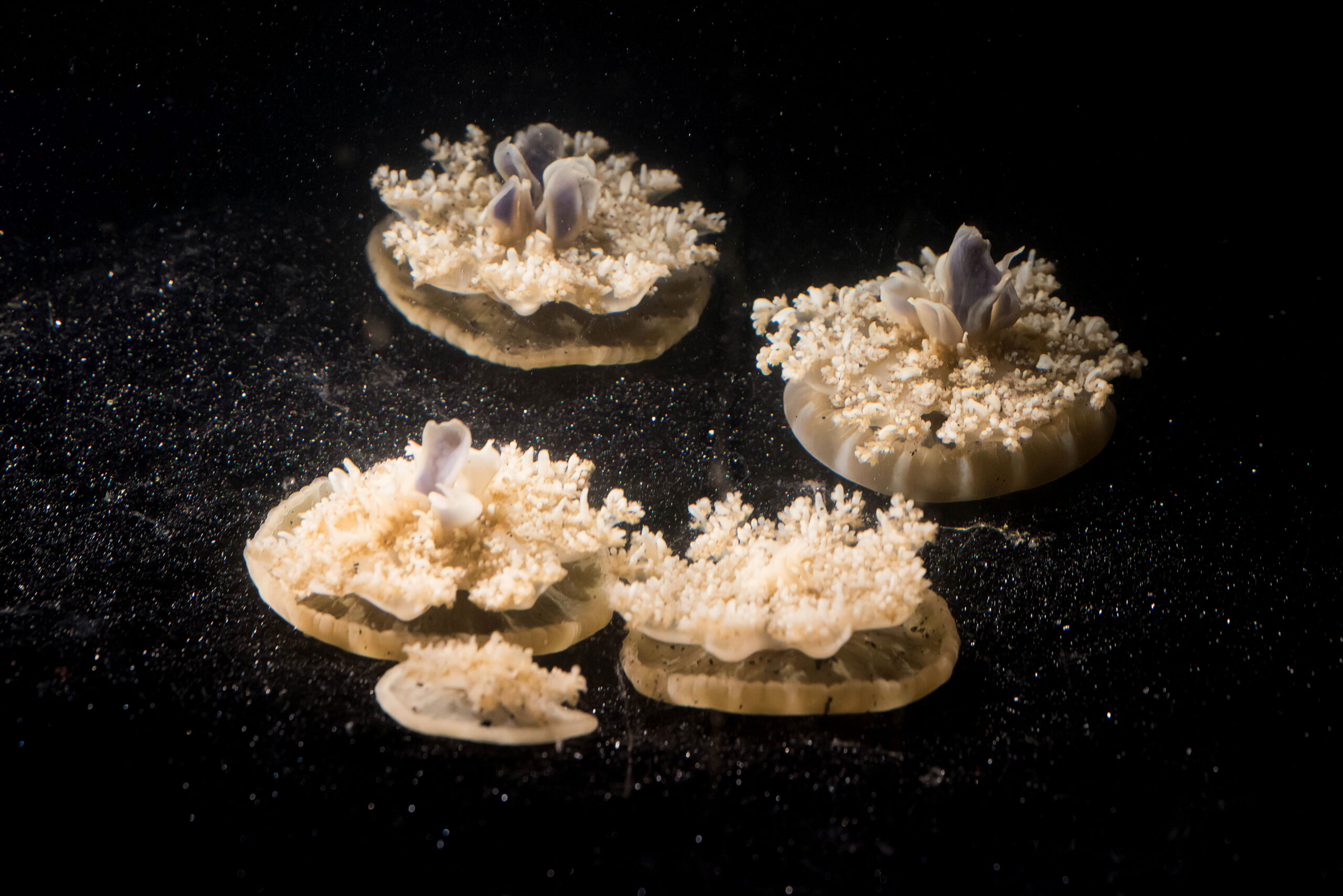 These jellyfish don’t have brains, but still somehow seem to sleep