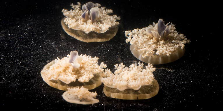 These jellyfish don’t have brains, but still somehow seem to sleep