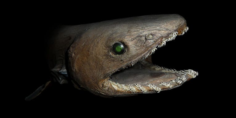 Yes, the frilled shark is really freaky. But there are other ‘living fossils’ that are just as weird.