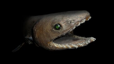 stuffed frill shark head 
