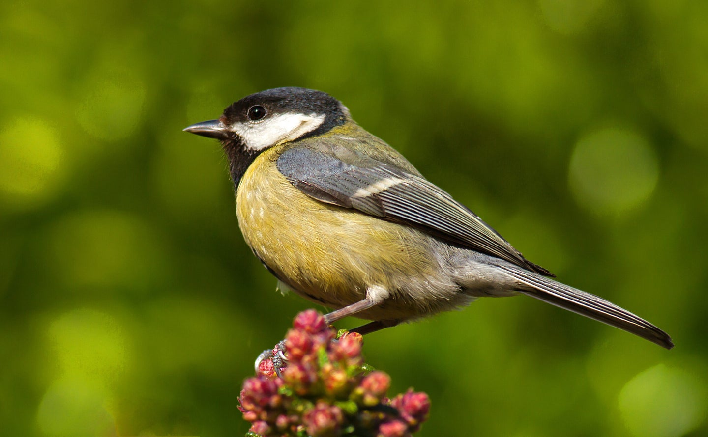 a great tit perches on some foliage