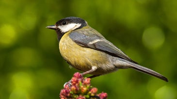 a great tit perches on some foliage