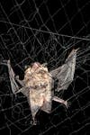 Mist net bat tangled