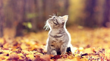 a kitten in fall leaves