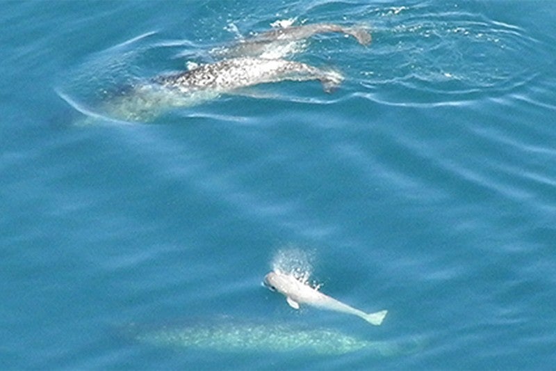 Aerial photographs have captured glimpses of a narwhal population and their babies in the Canadian Arctic. These photos have allowed researchers at McGill University in Canada to count the offspring in the population for the first time, according to <a href="https://www.newscientist.com/article/dn28729-elusive-narwhal-babies-spotted-gathering-at-canadian-nursery/">New Scientist</a>.