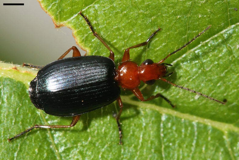 This beetle has a life-saving fart.