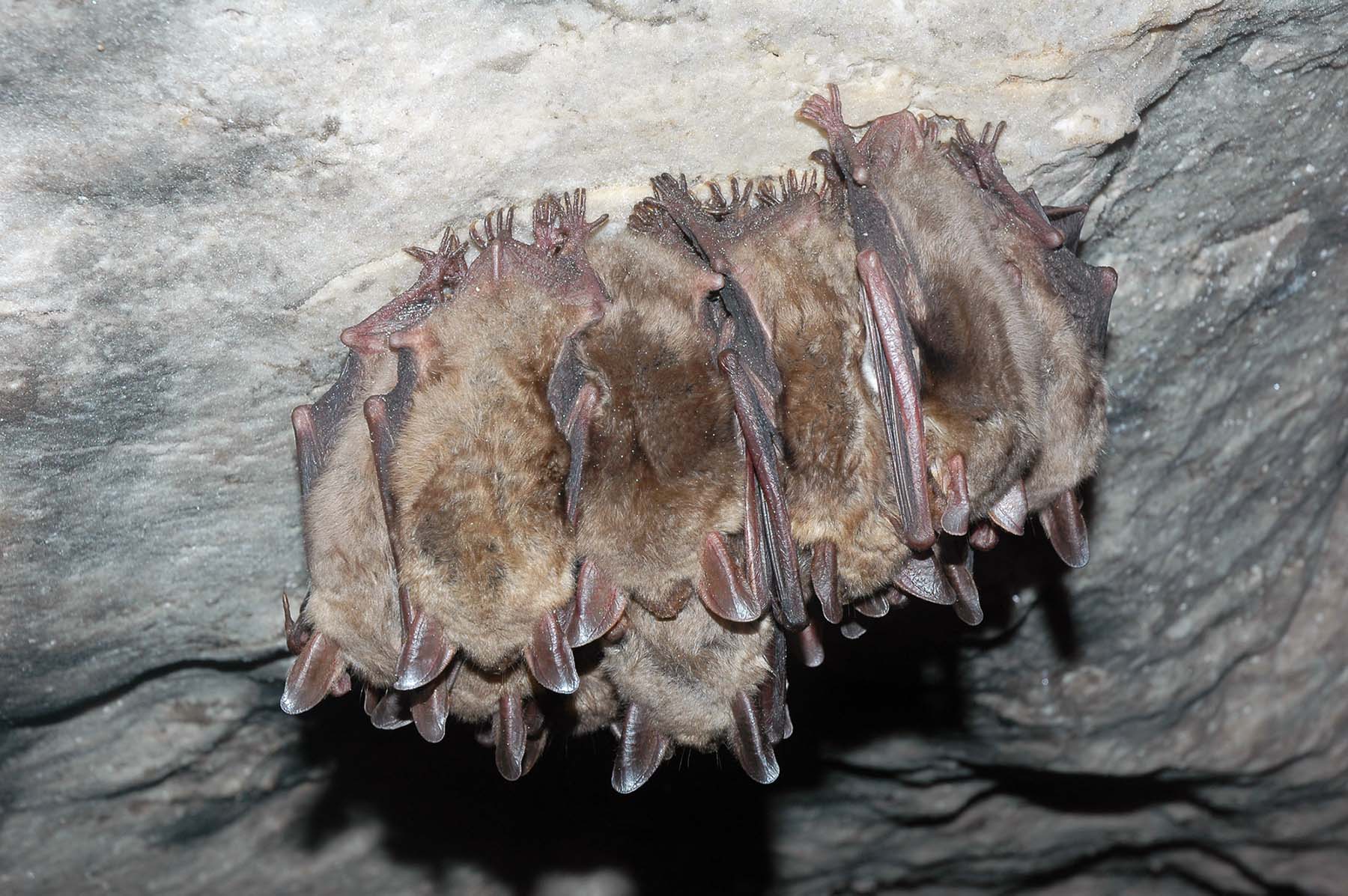 We may think that bats only reside in caves like this one, but that's not correct.