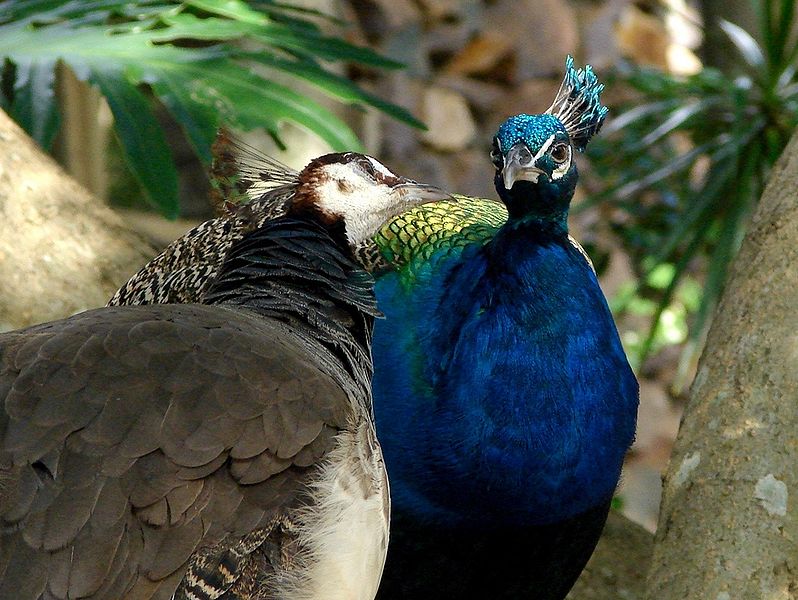 An indigo-colored male peacock and his comparatively drab mate, the peahen.