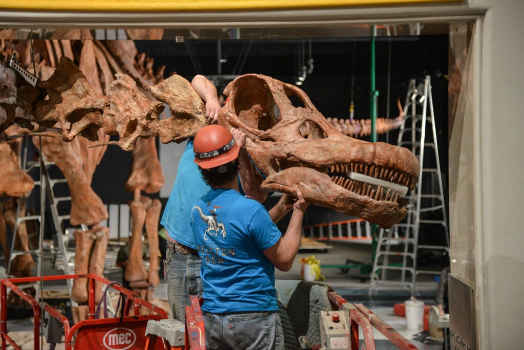 Research Casting International (RCI) installs the titanosaur cast in the Miriam and Ira D. Wallach Orientation Center at the American Museum of Natural History.