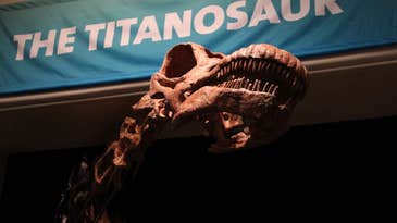 Seventy-Ton Titanosaur Unveiled At Museum Of Natural History