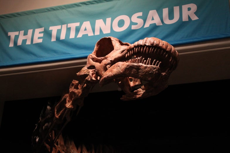 The titanosaur is so long that it's head reaches out the door, welcoming visitors into its hall.