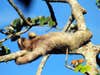 sloth in Cecropia tree