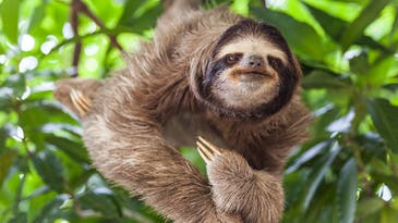 Sloths aren’t the picky eaters we thought they were