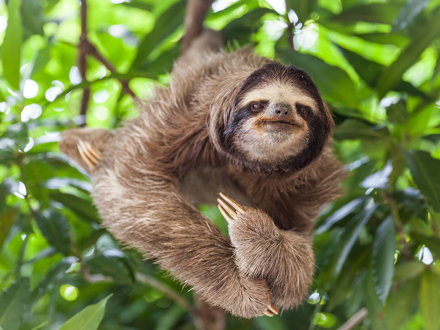 Sloths aren't the picky eaters we thought they were | Popular Science