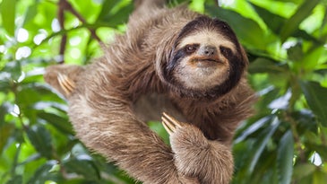Face to face with the sloth