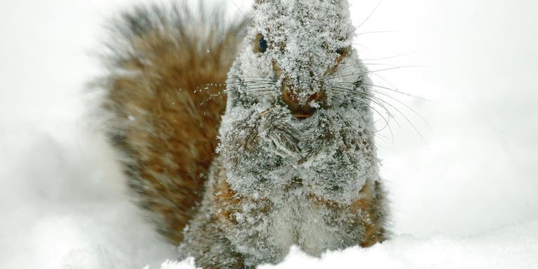 Do wild animals hate being cold in winter?