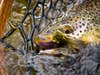 brown trout fishing madison river