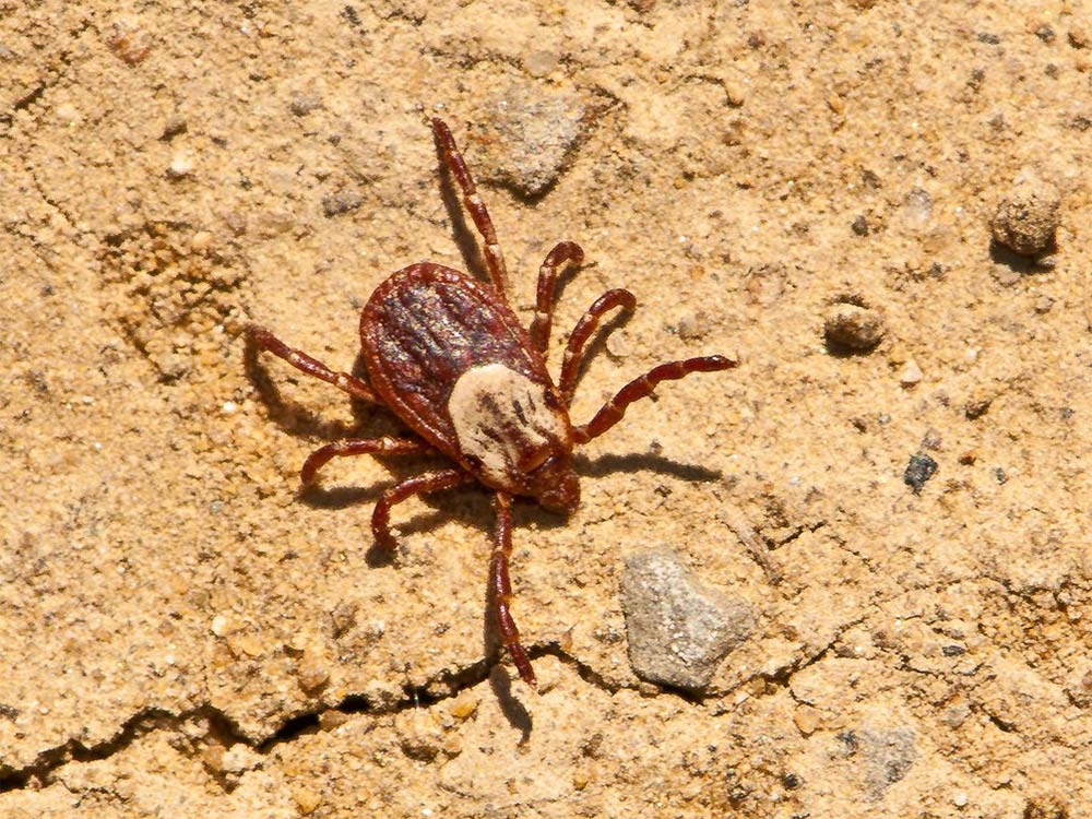 closeup of the Pacific Coast Tick Dermacentor occidentalis on the ground