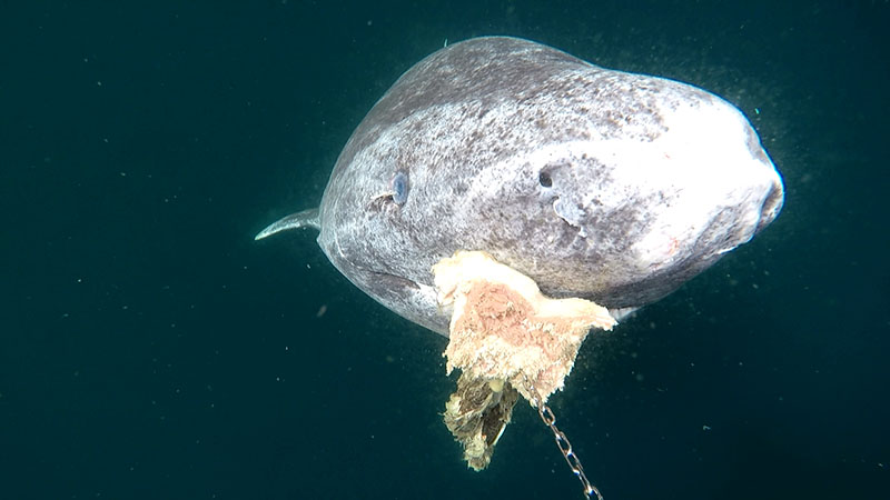 Why scientists are racing to uncover the Greenland shark’s secrets