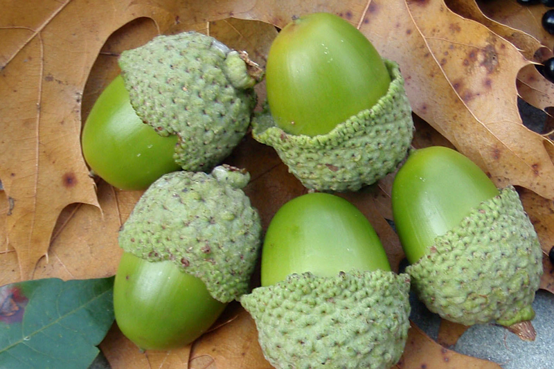 Green acorns, ready for processing.