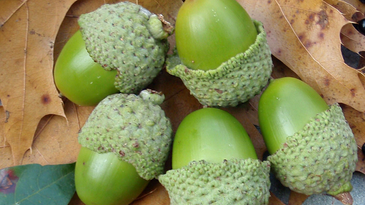 Five ways to eat acorns for survival
