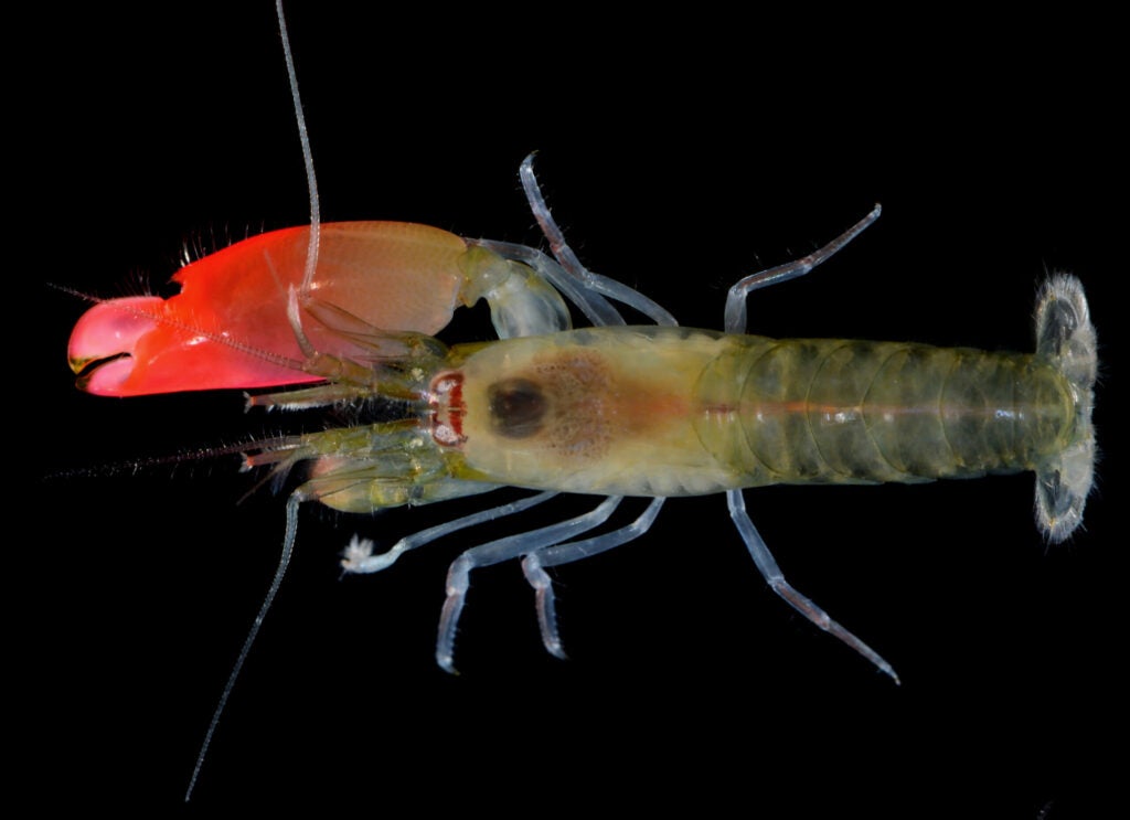 Pistol Shrimp Synalpheus Pinkfloydi