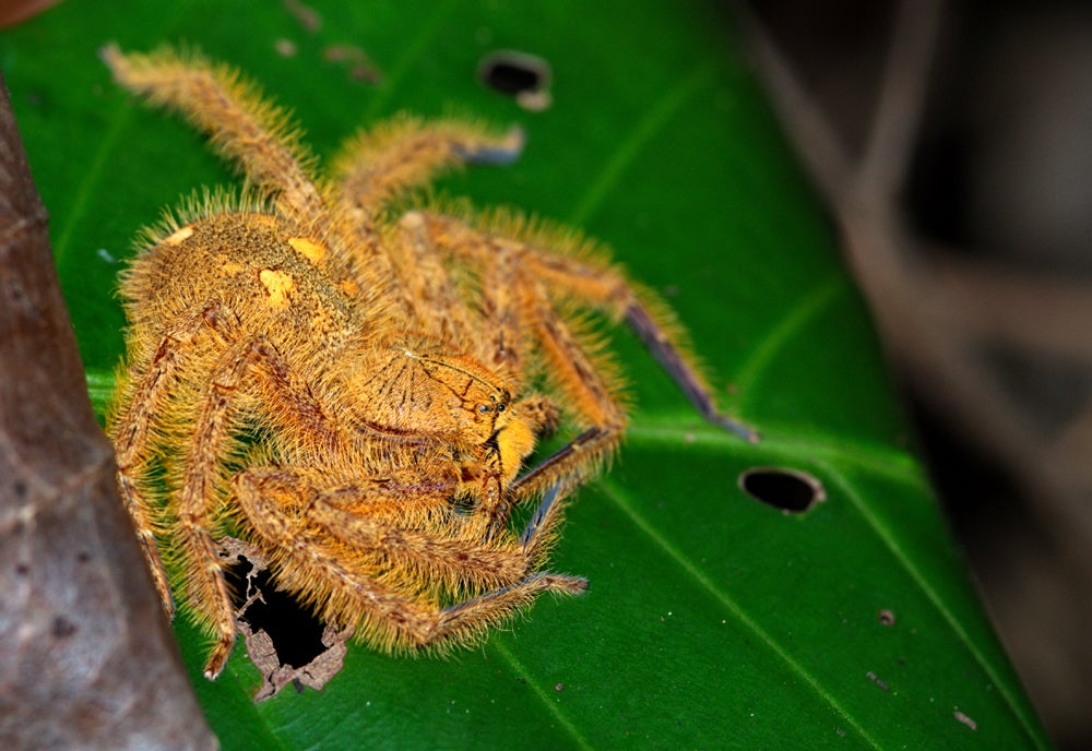 Spider that resembles David Bowie Heteropoda davidbowie on a green leaf