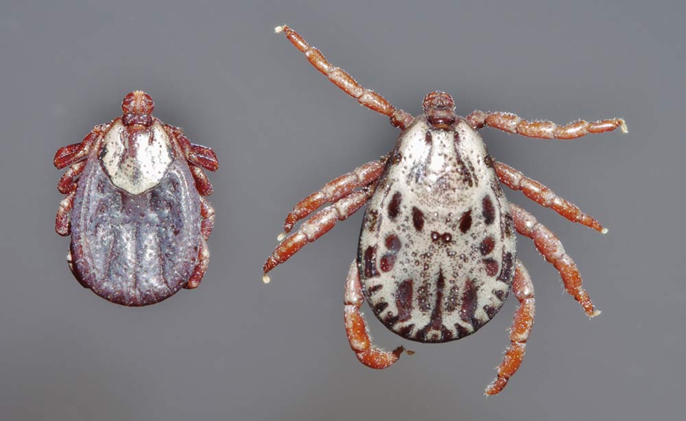 closeup of two Rocky Mountain Wood Ticks Dermacentor andersoni