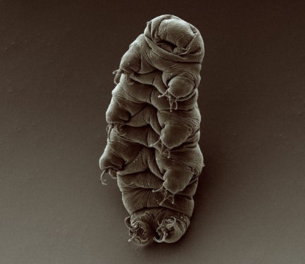 Also known as water bears or moss piglets, these jolly-looking creatures have been found to survive on the <em>outside</em> of spacecraft in the vacuum of space. They can survive in temperatures from just above absolute zero to well above the boiling point of water. Cosmic radiation, ultraviolet radiation from the sun and extreme dehydration neither killed them nor prevented them from procreating, as a <a href="http://tardigradesinspace.blogspot.com/2008/09/space-tardigrades-stood-test.html">2008 experiment showed</a>.