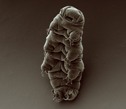 Tardigrades could probably survive the otherwise complete annihilation of life on Earth