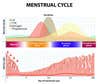 The natural menstrual cycle