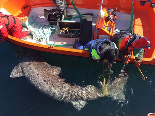 Greenland shark being tagged