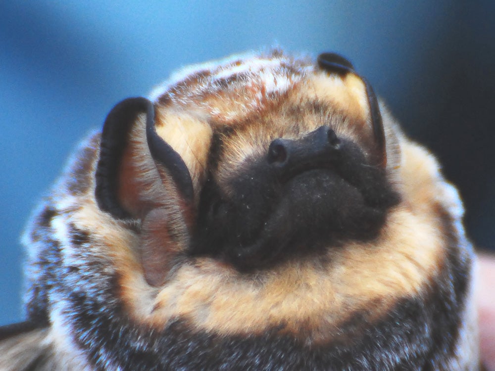 hoary bat