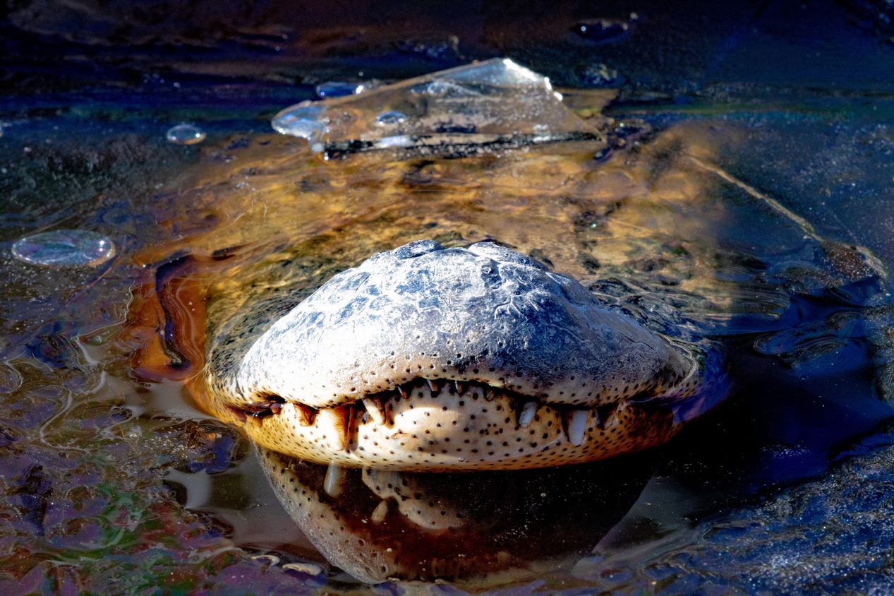 a gator snout sticking out of a frozen body of water