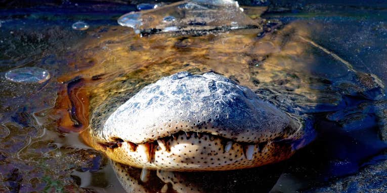 Megapixels: This swamp is full of frozen gator snouts