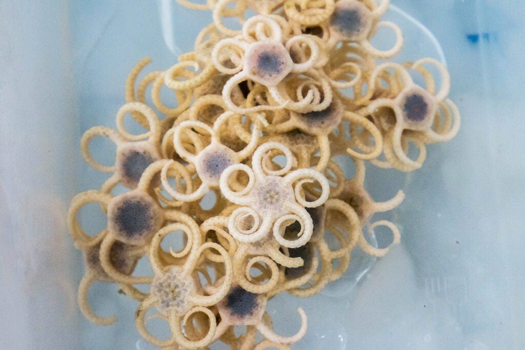 curly brittle stars