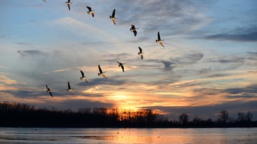 Geese flock flying mechanics