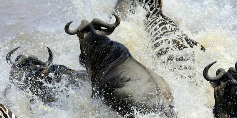 This river ecosystem hinges on thousands of drowned, rotting wildebeest