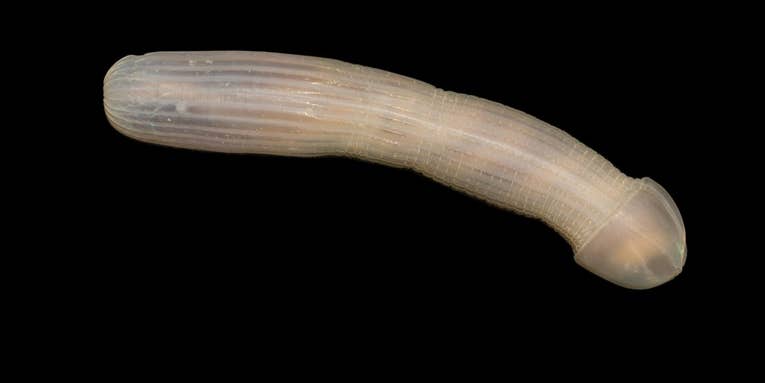 The Australian Eastern Abyss is a treasure trove of strange, often penis-shaped animals
