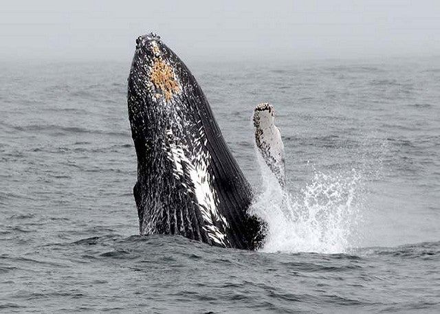 This picture of a humpback whale breaching was taken in California, but whales like it are increasingly found in the waters off of New York City.