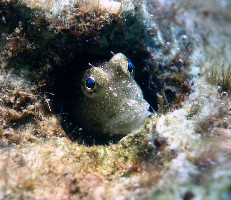 Blennies hide for good reason -- they're far more likely to be eaten in water than on land.