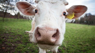 Cow nose up close