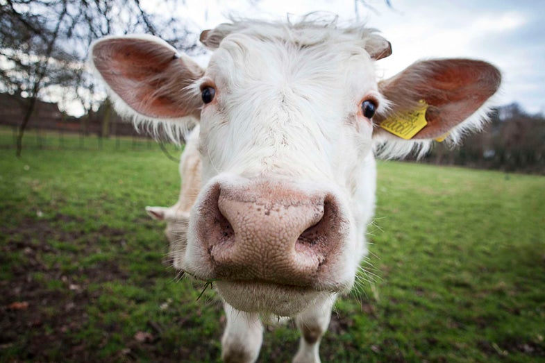 Cow nose up close